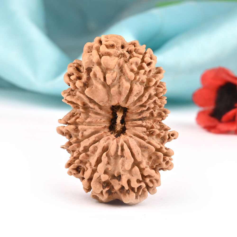 15 Mukhi Nepal -Super Collector