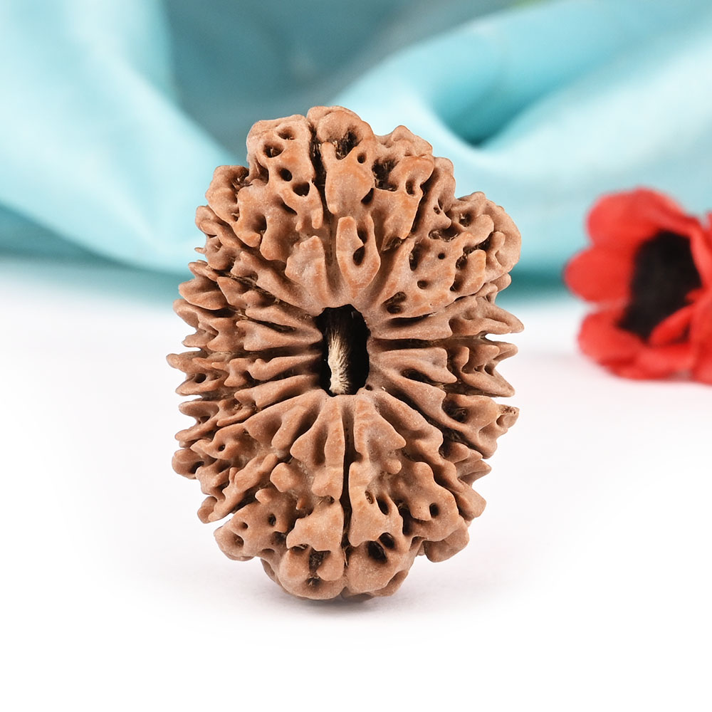 15 Mukhi Nepal -Super Collector