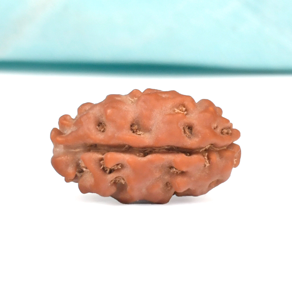 Super Collector 1 Mukhi from Java Indonesia