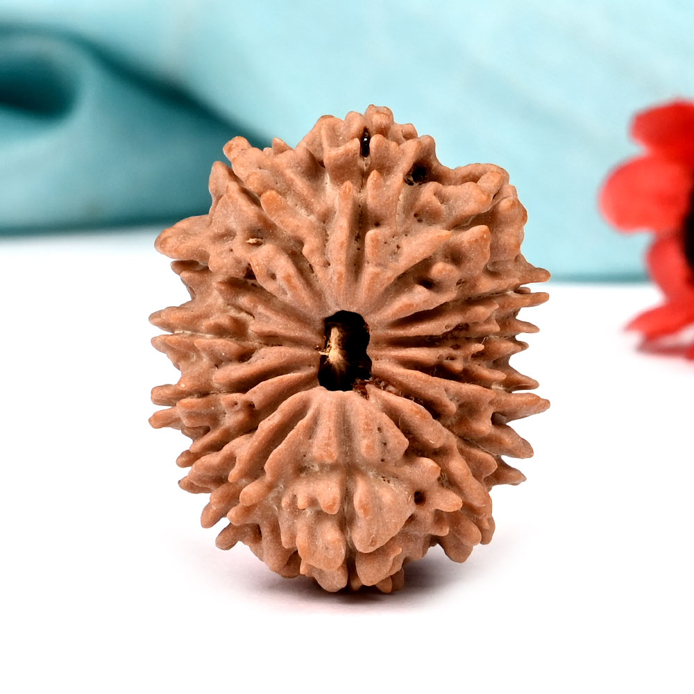 14 Mukhi from Nepal