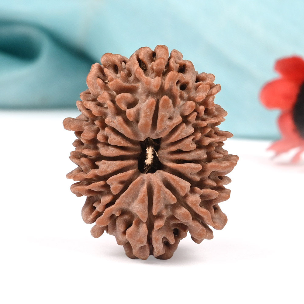 14 Mukhi from Nepal