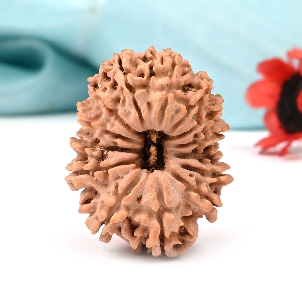 14 Mukhi from Nepal Large