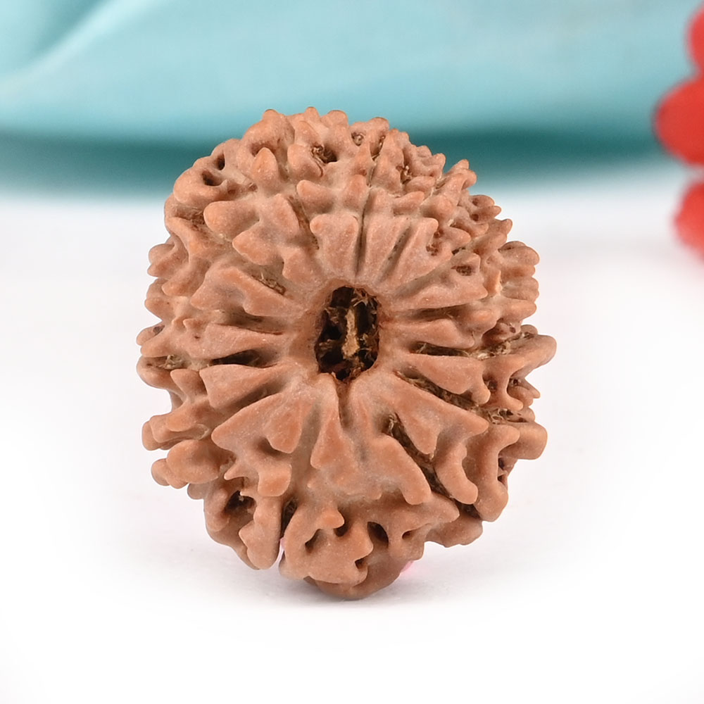 13 mukhi Nepal -Small