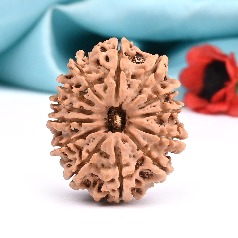 13 Mukhi from Nepal Large