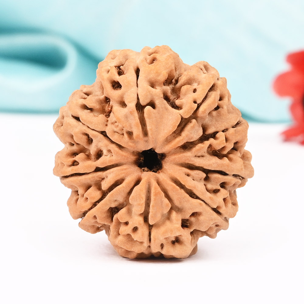 9 Mukhi from Nepal Large