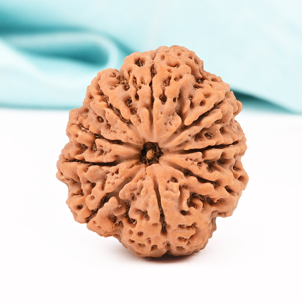 9 Mukhi from Nepal Large