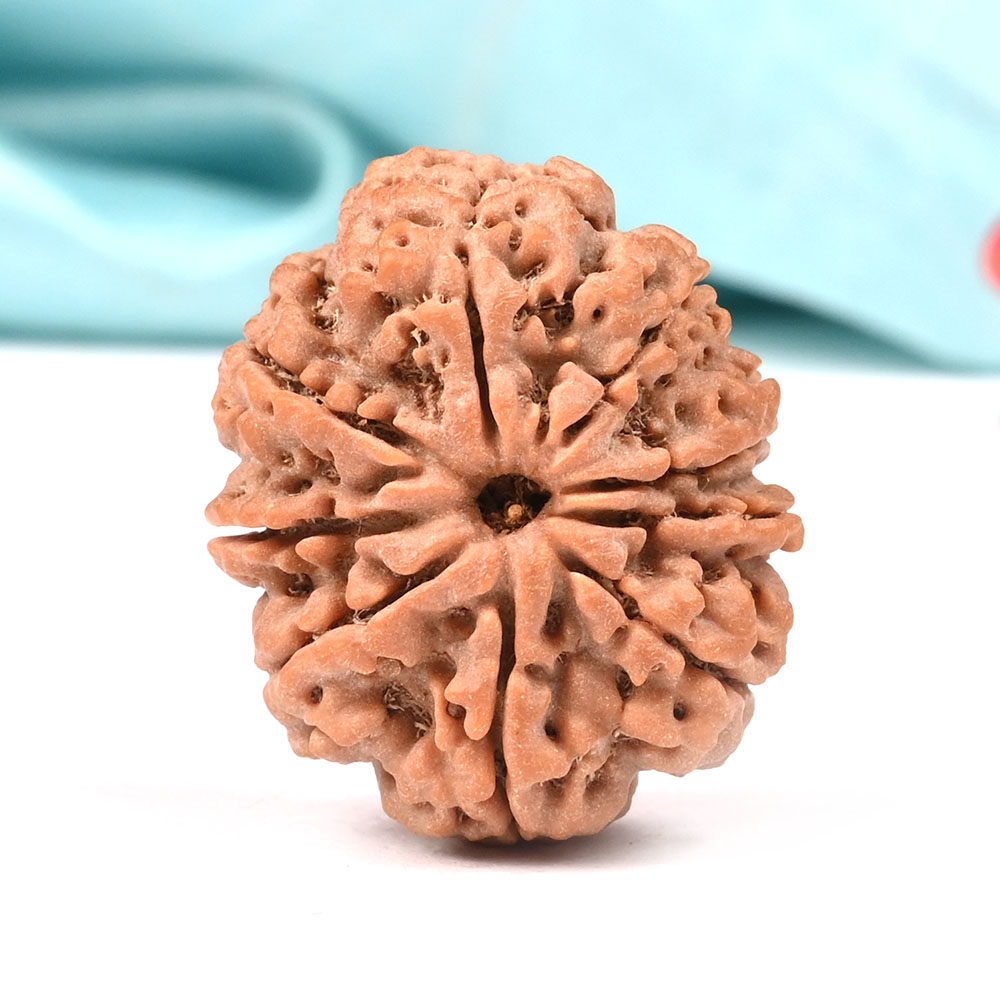 Collector 9 Mukhi from Nepal - CXCIII
