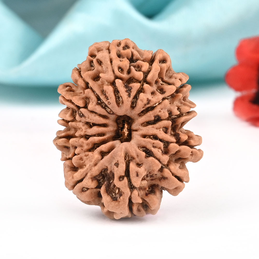 13 Mukhi Nepal -Regular