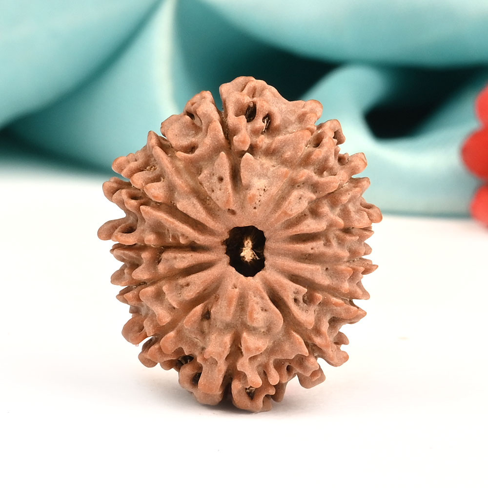 13 Mukhi from Nepal