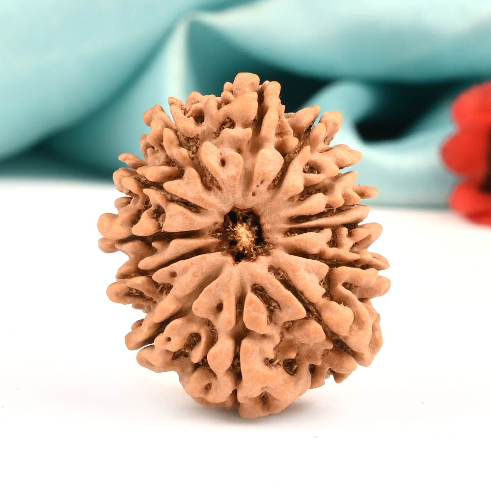 13 Mukhi from Nepal