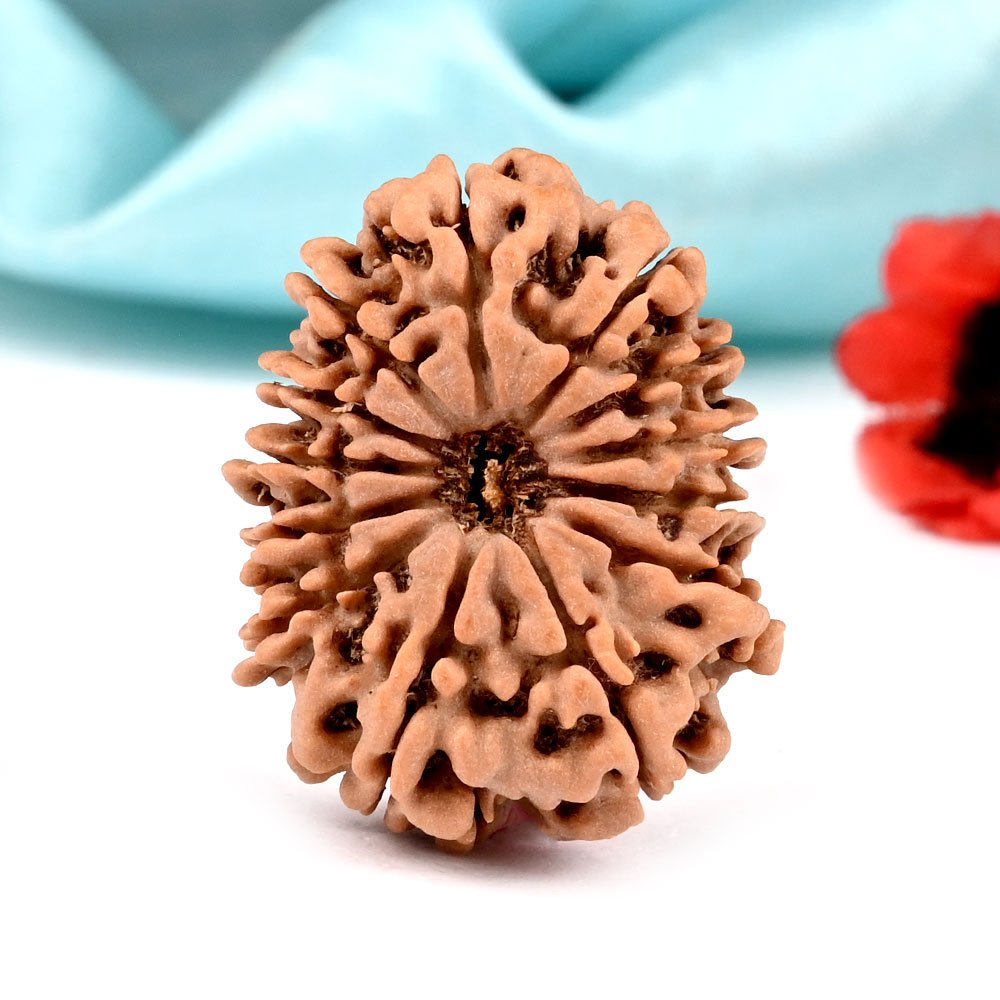 13 Mukhi from Nepal Large