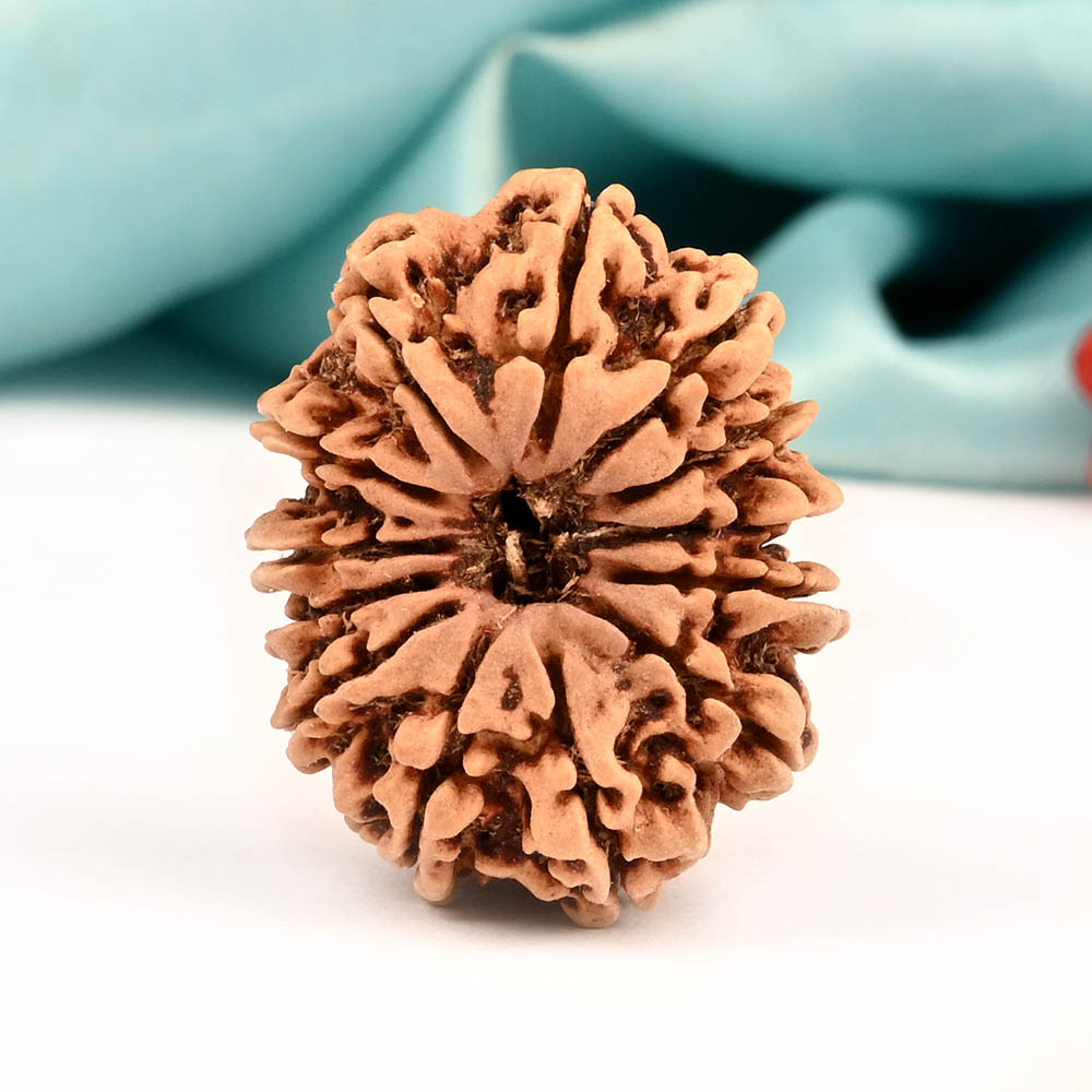 13 Mukhi from Nepal Large