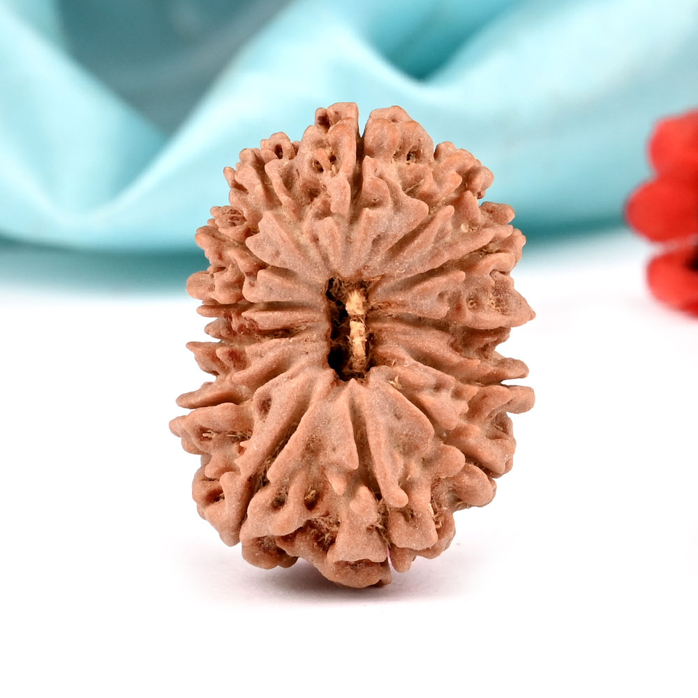 13 Mukhi from Nepal Large