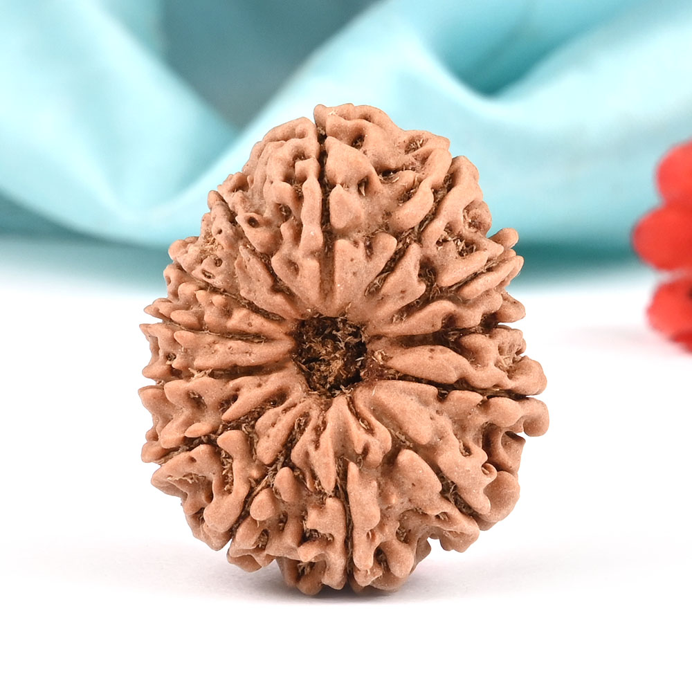 13 mukhi Nepal -Large