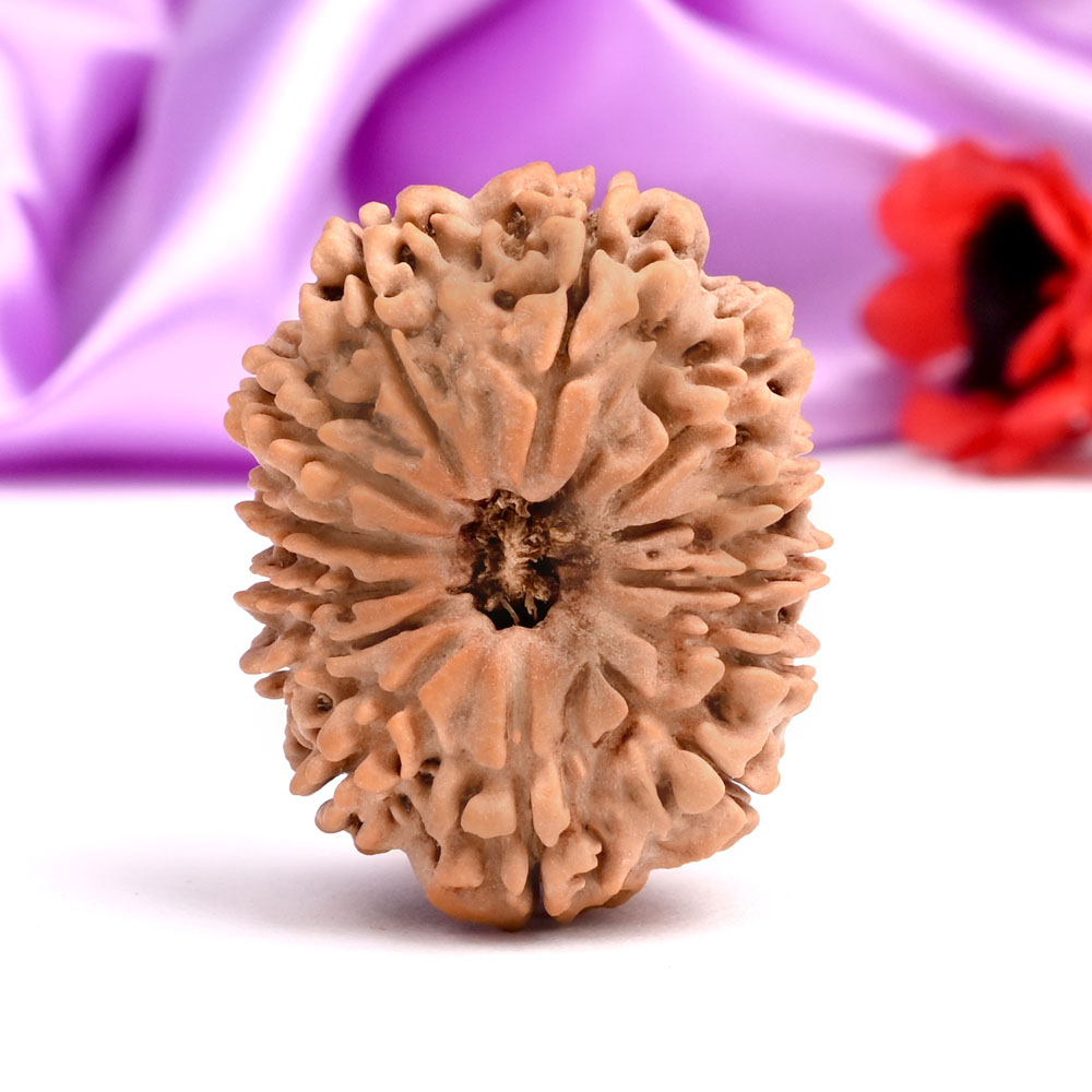 13 Mukhi from Nepal Large