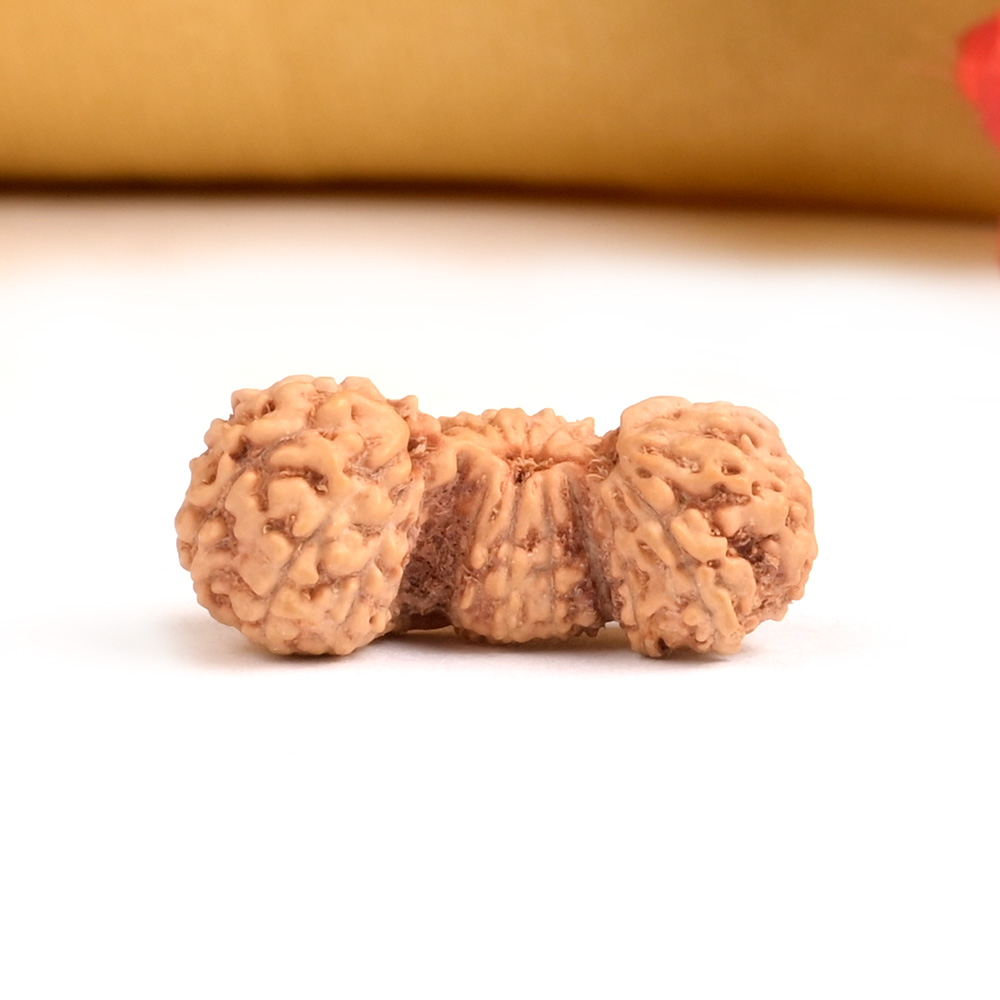 Javanese Trijuti - V