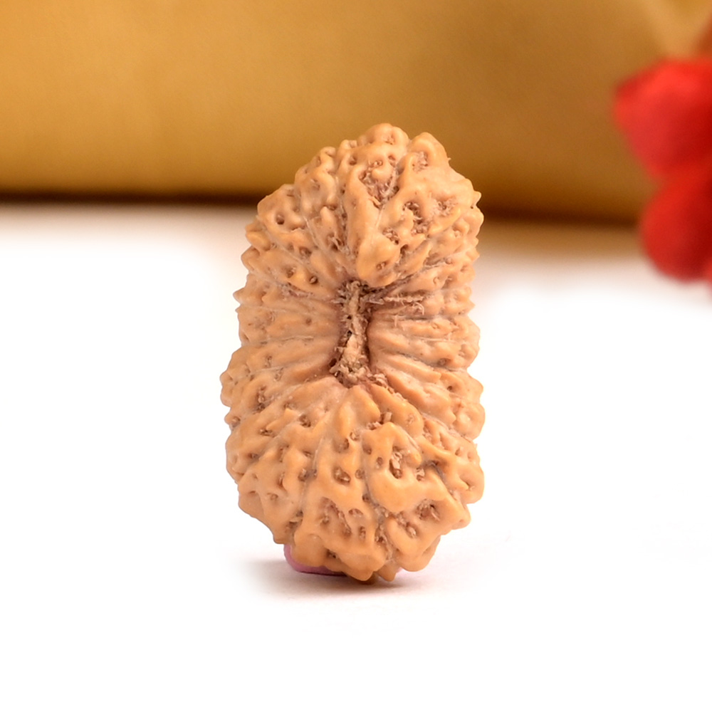 21 mukhi from Java Indonesia Large