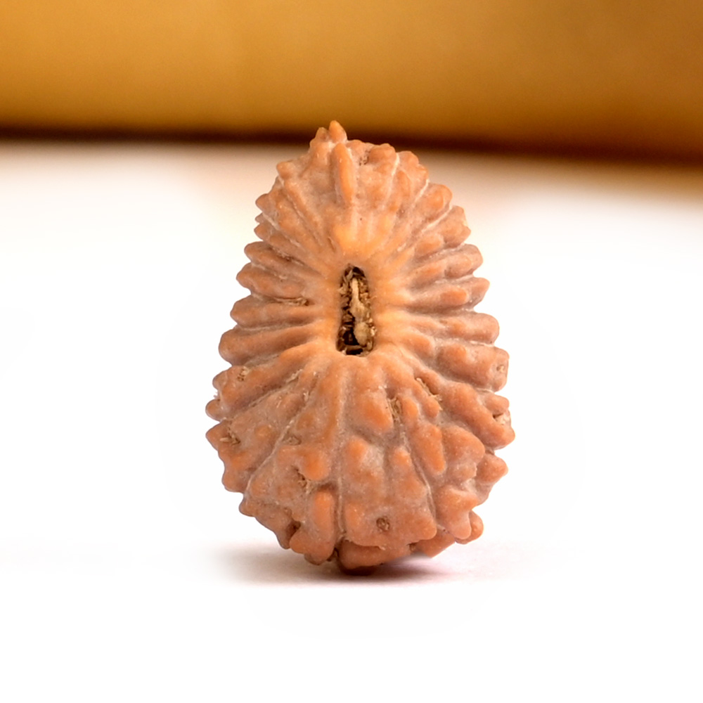 21 mukhi from Java Indonesia