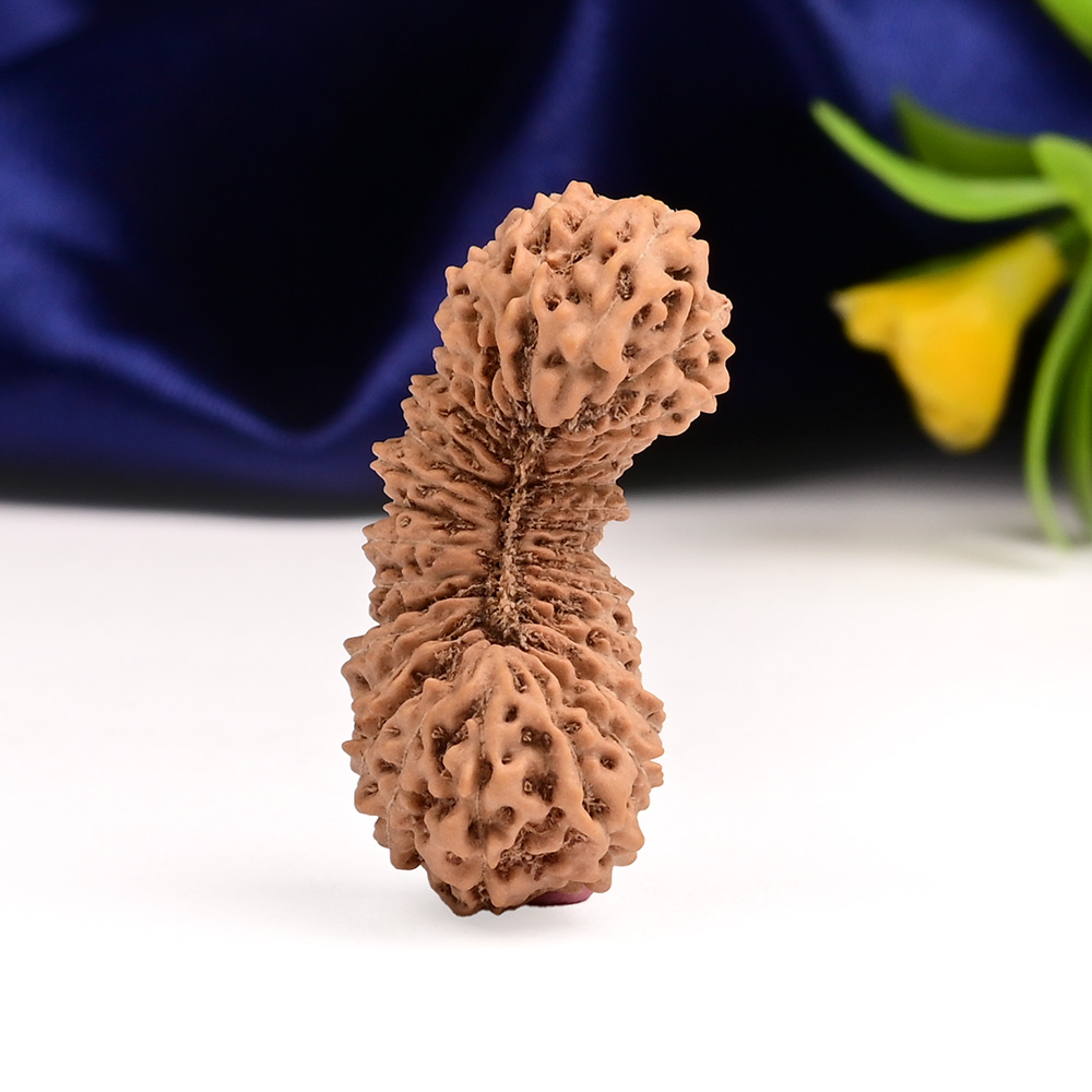 Collector 33 Mukhi from Java Indonesia - I