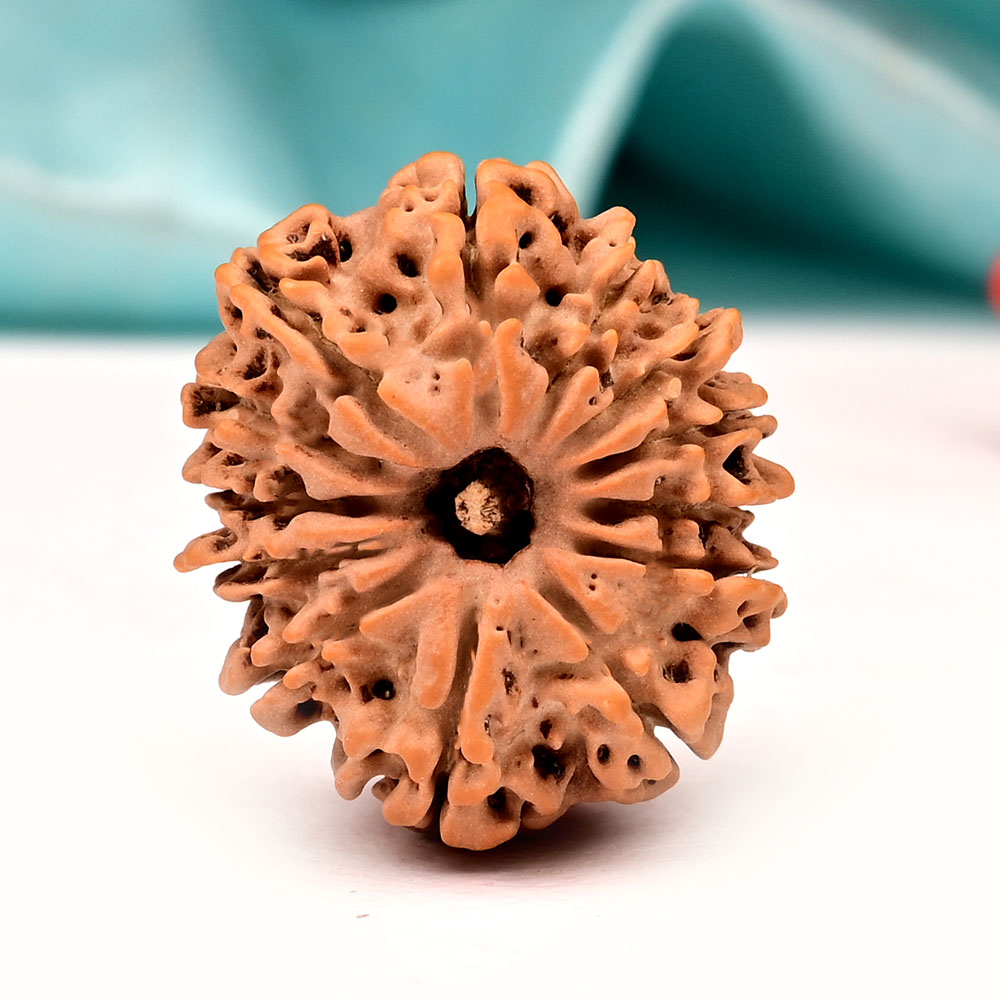 13 Mukhi from Nepal - Small