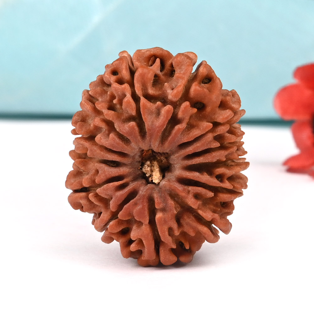 13 Mukhi from Nepal