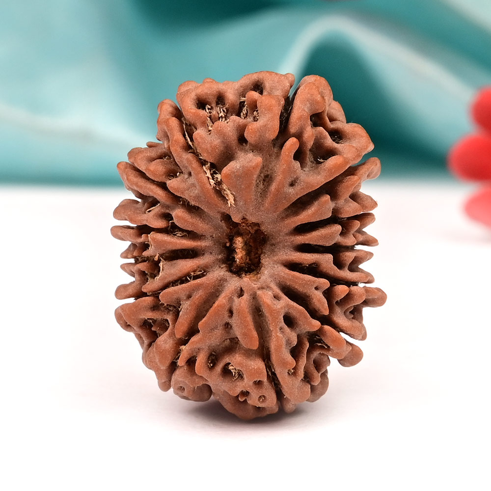 13 Mukhi from Nepal