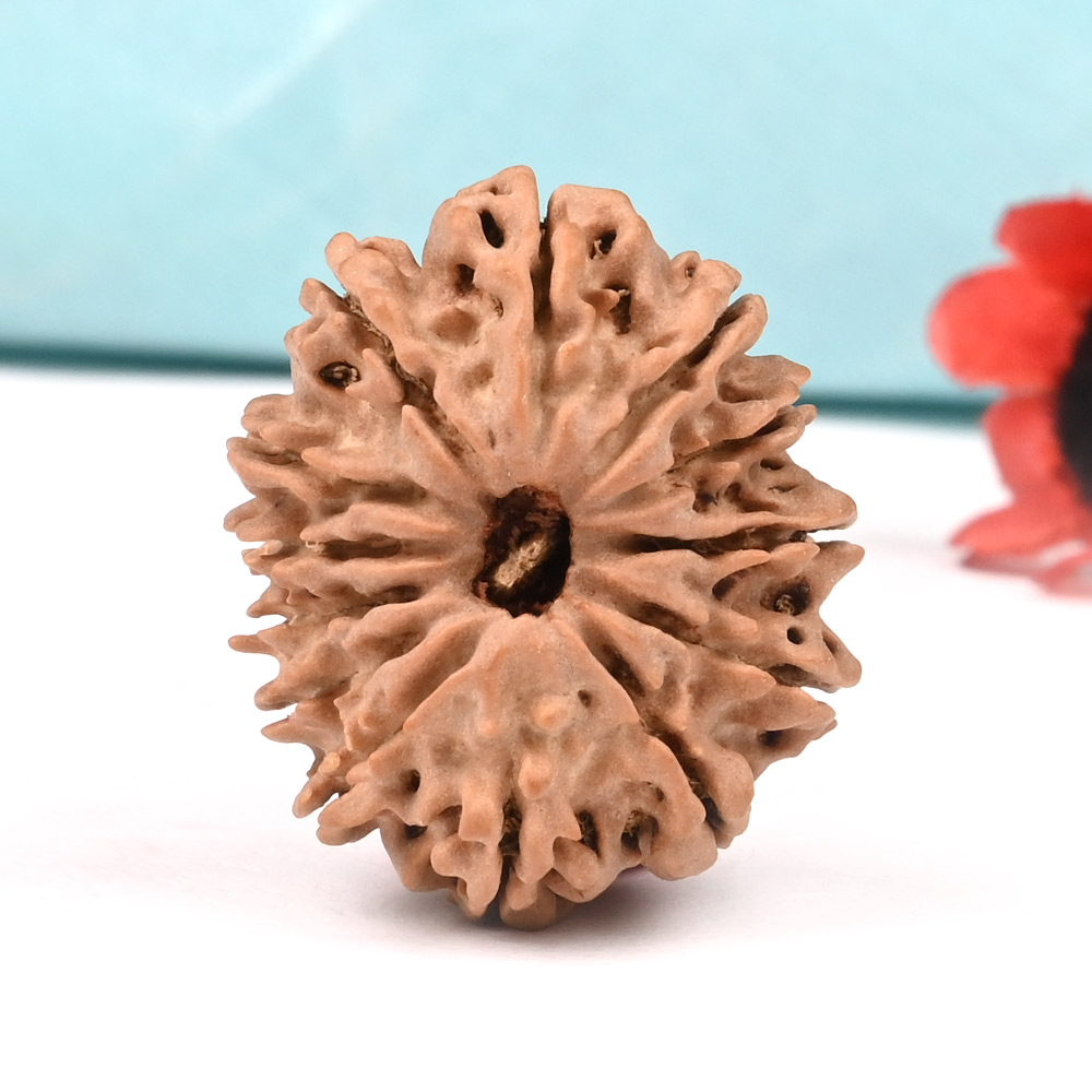 13 Mukhi from Nepal