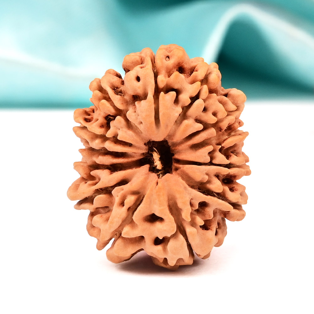 13 Mukhi from Nepal Large