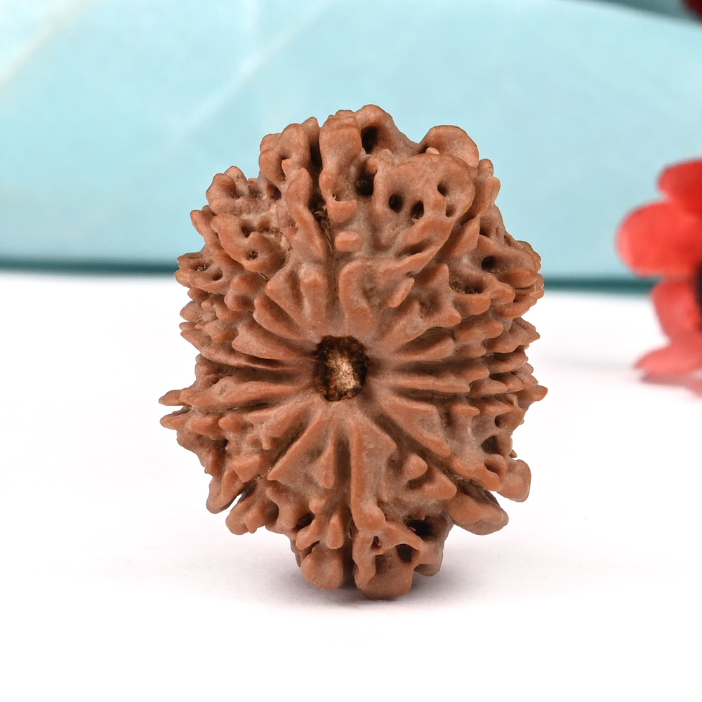 13 Mukhi from Nepal Large