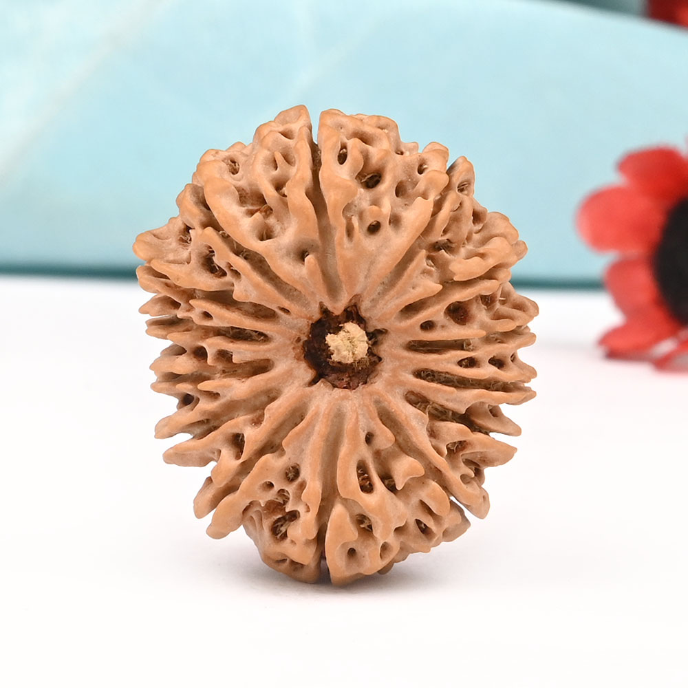 14 Mukhi from Nepal Large