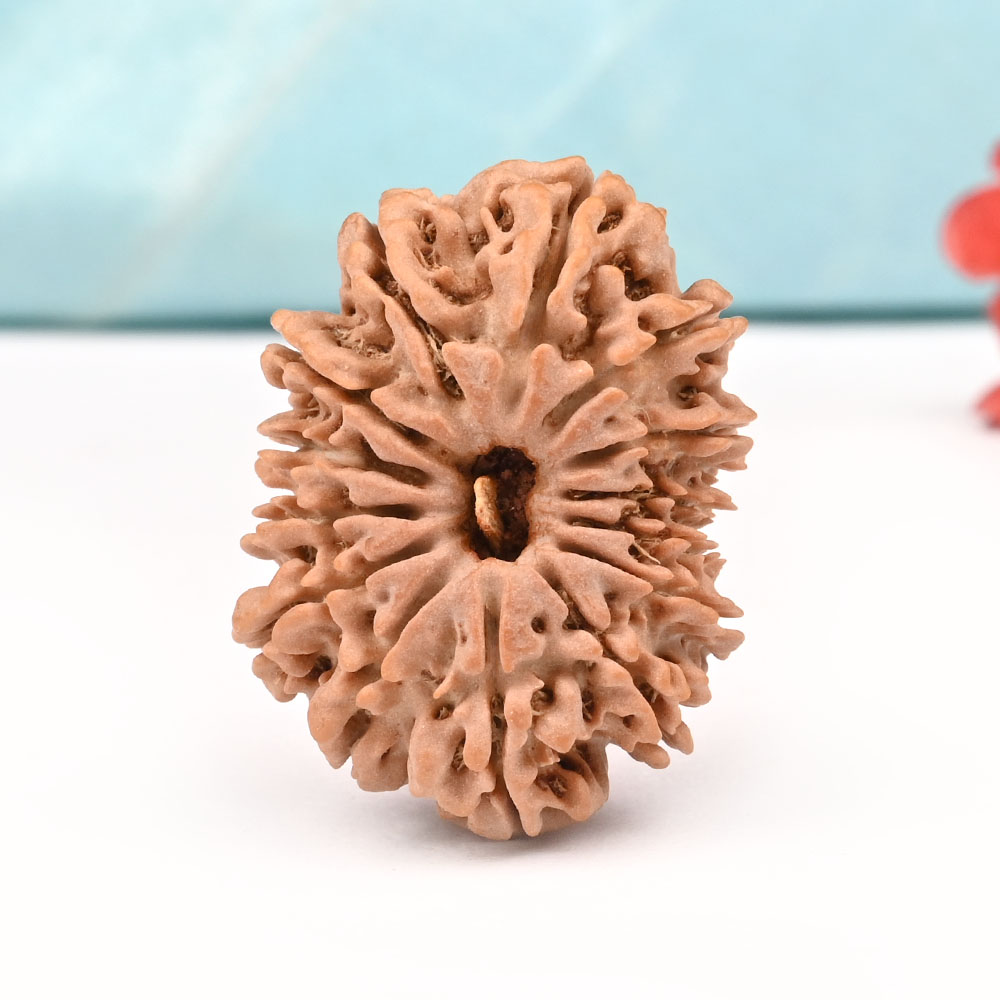 14 Mukhi from Nepal Large