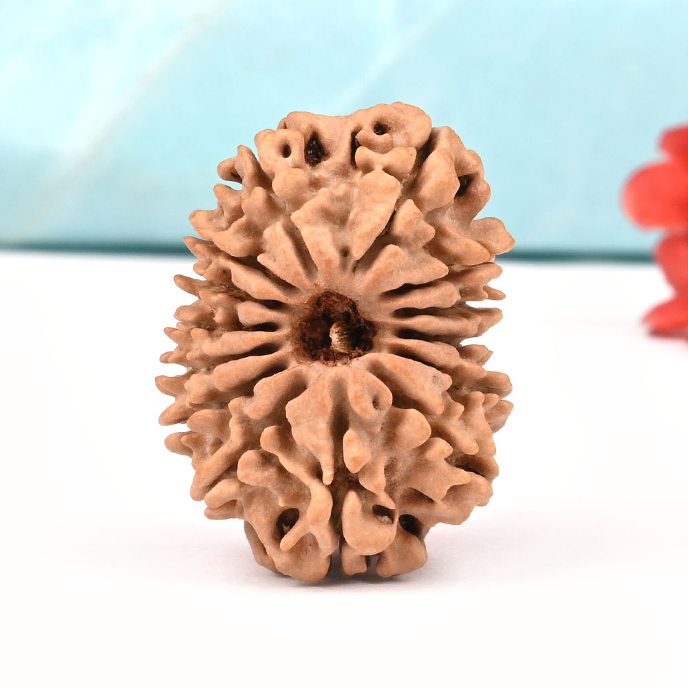 14 Mukhi from Nepal Large