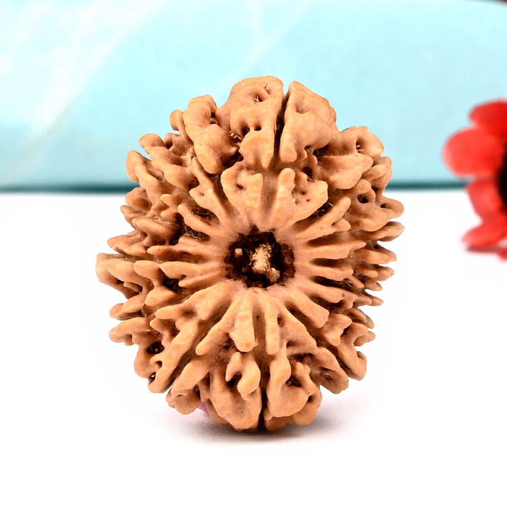 Collector 14 Mukhi