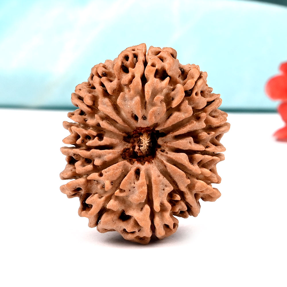 Collector 14 Mukhi