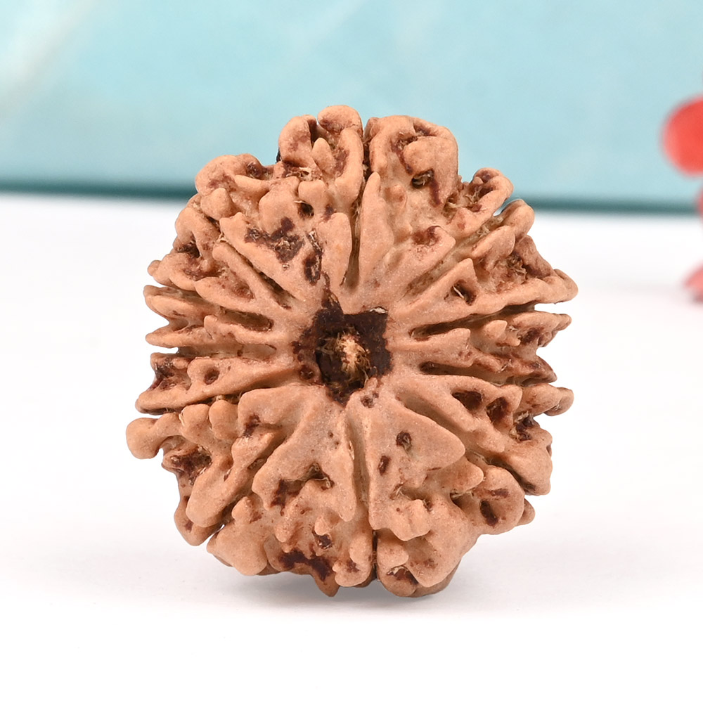11 Mukhi from Nepal - CCCXV