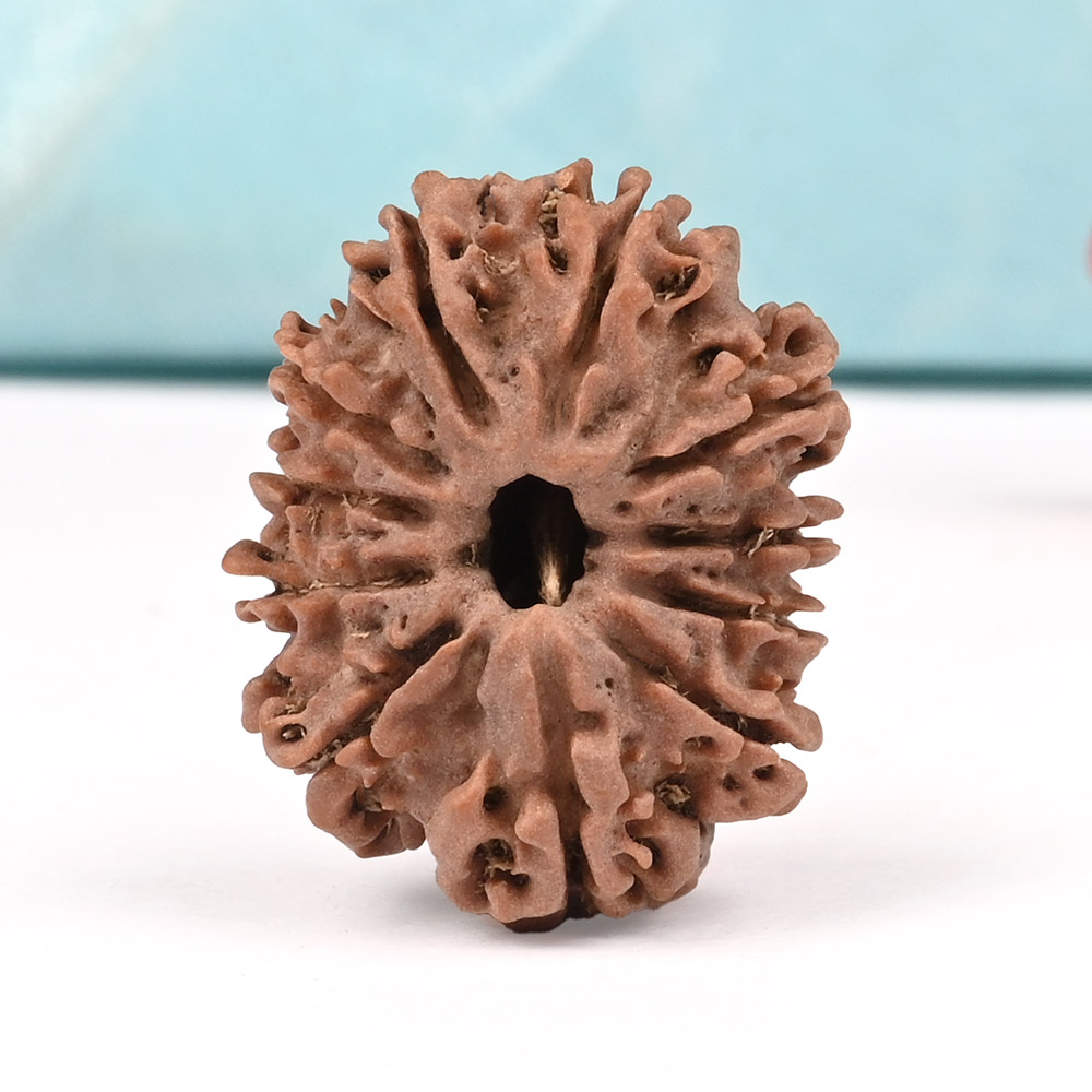 11 Mukhi from Nepal - CCCXVI
