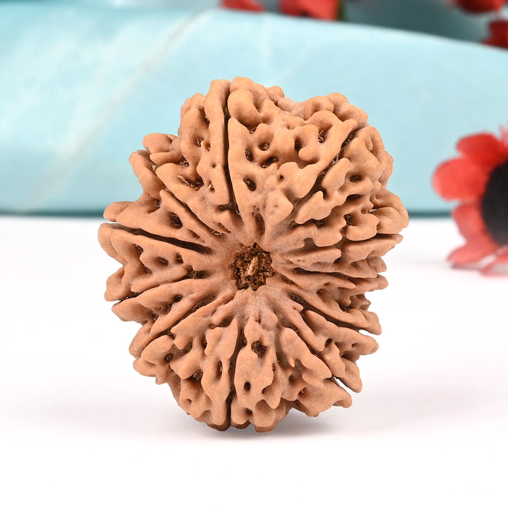 Super Collector  11 Mukhi from Nepal - XXVII