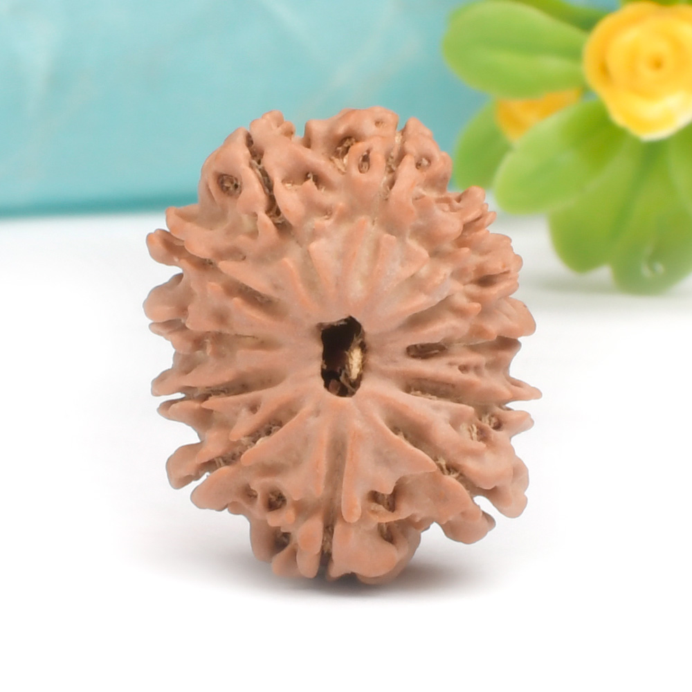 12 Mukhi from Nepal Small