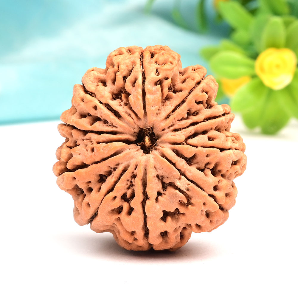 Super Collector  11 Mukhi from Nepal