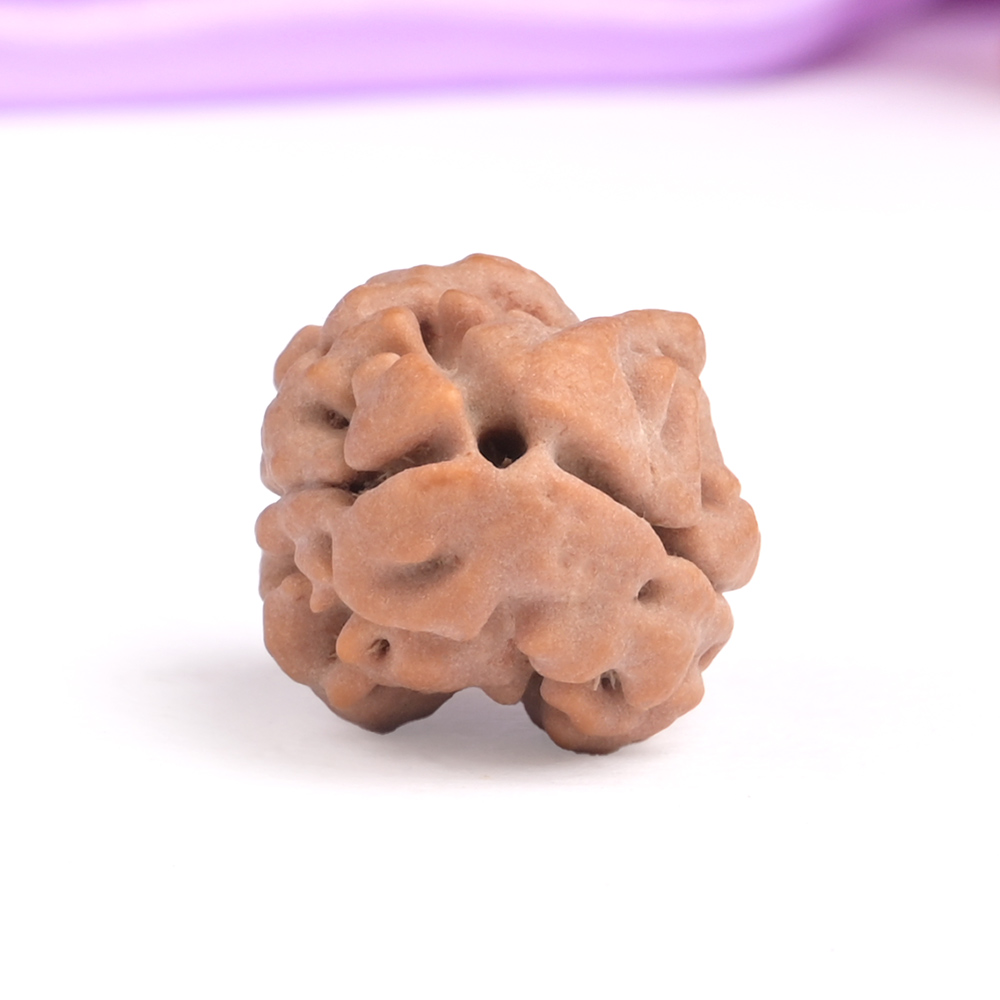 Rare 2 Mukhi Nepali Large