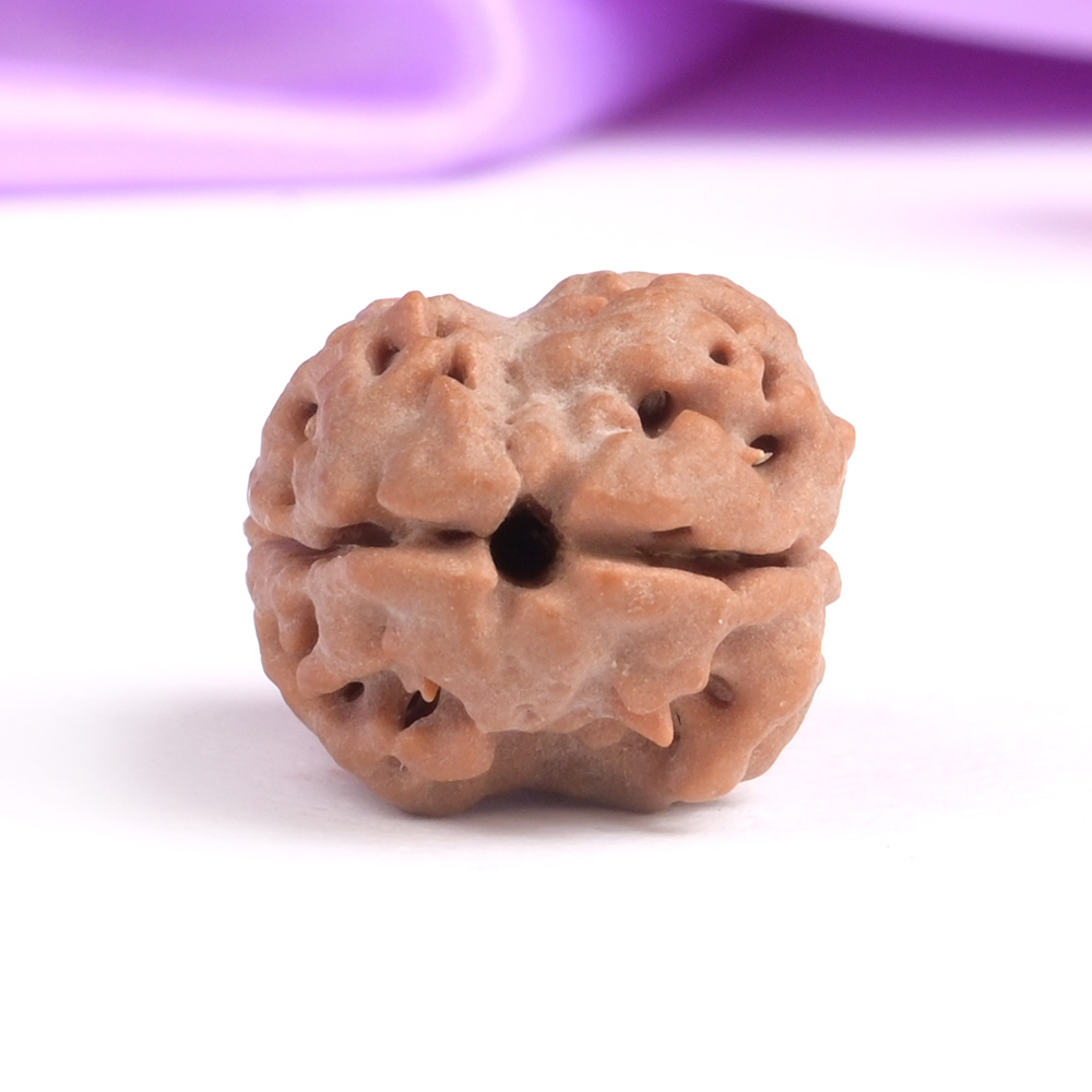 Collector 2 Mukhi Nepali