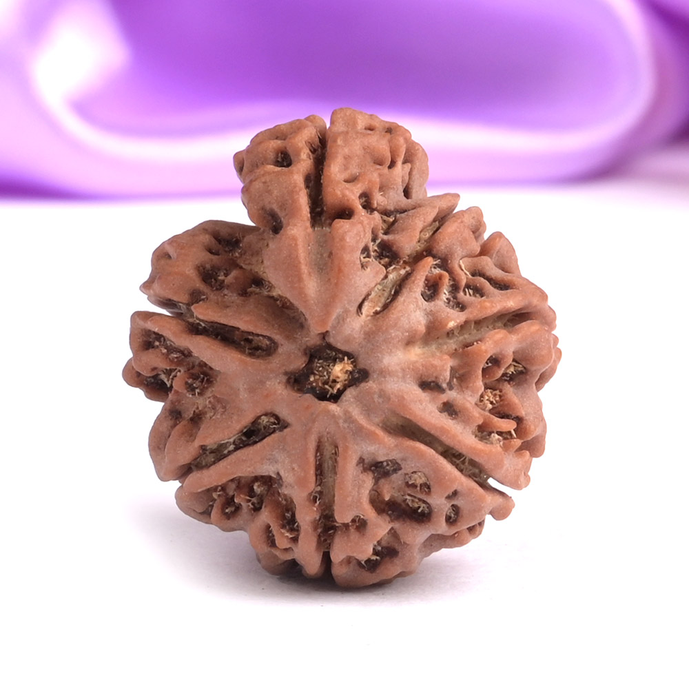 Savar Naag Rudraksha from Nepal