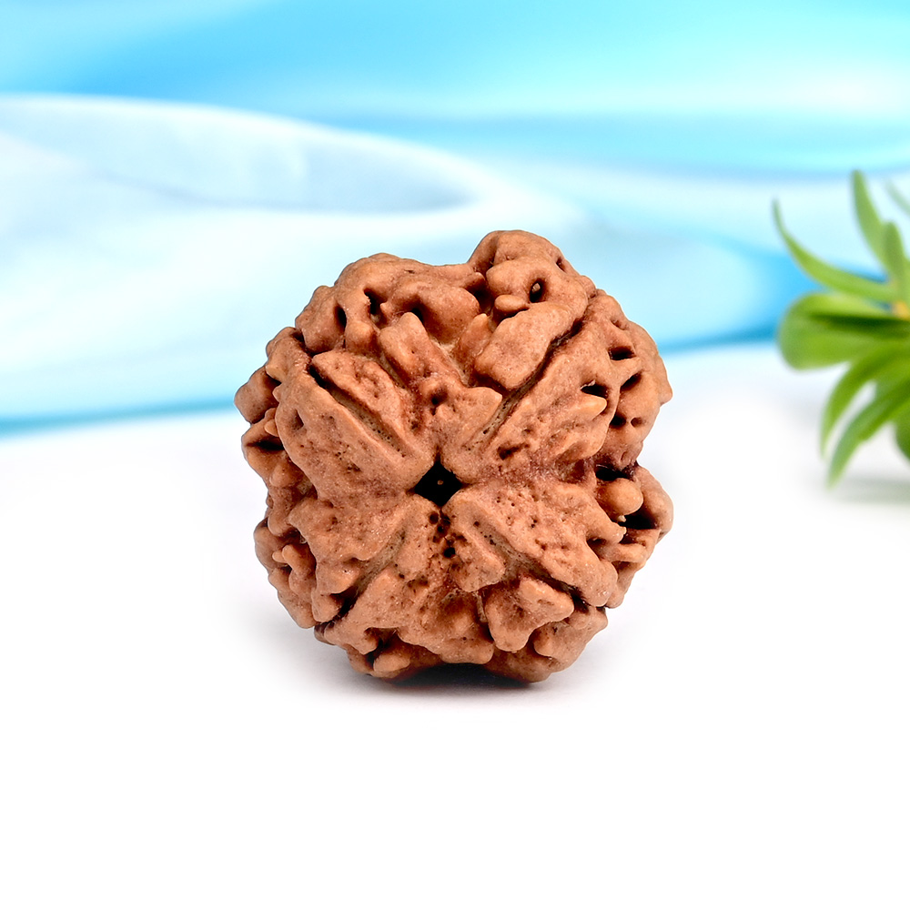Super Collector 4 Mukhi from Nepal