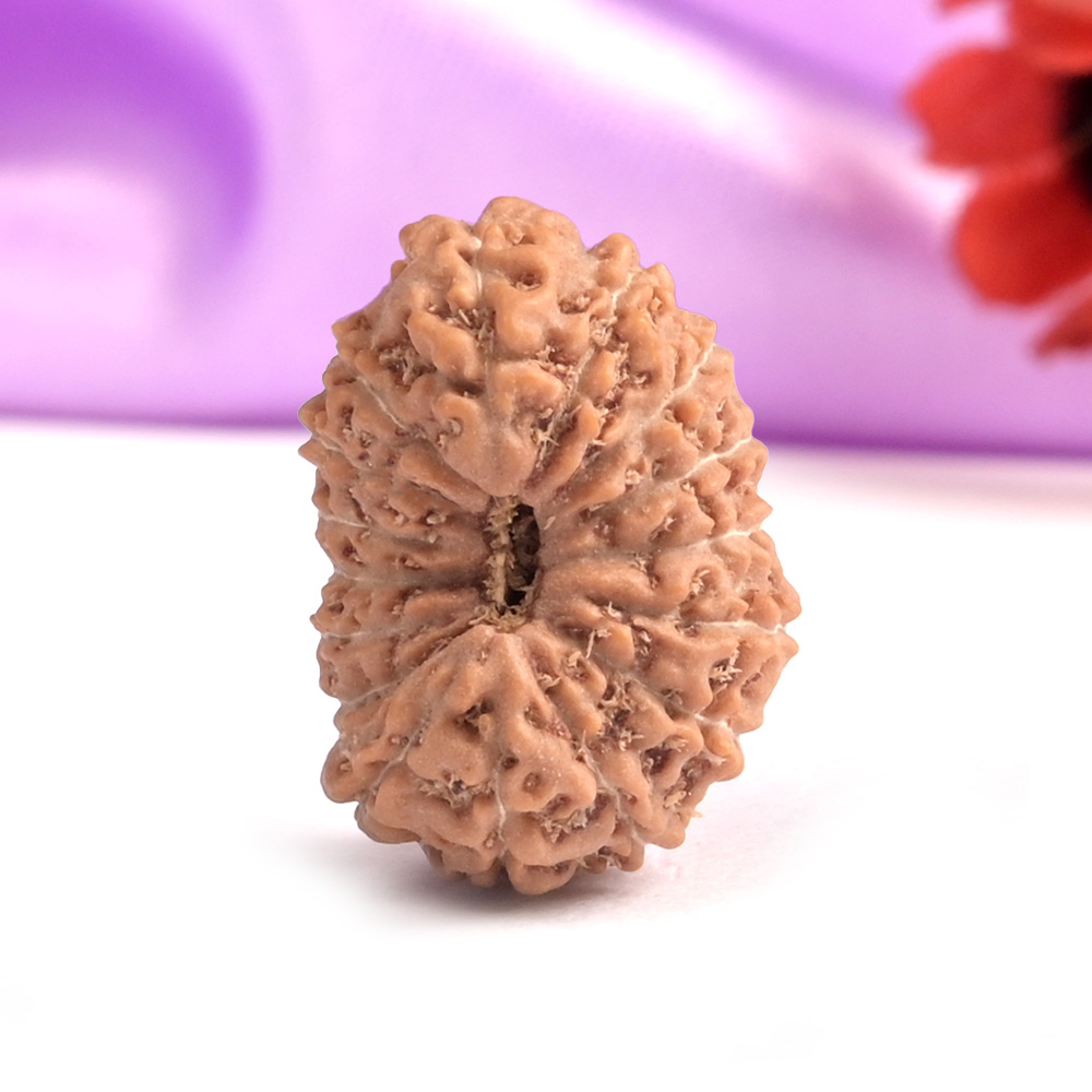 16 Mukhi from Java Indonesia