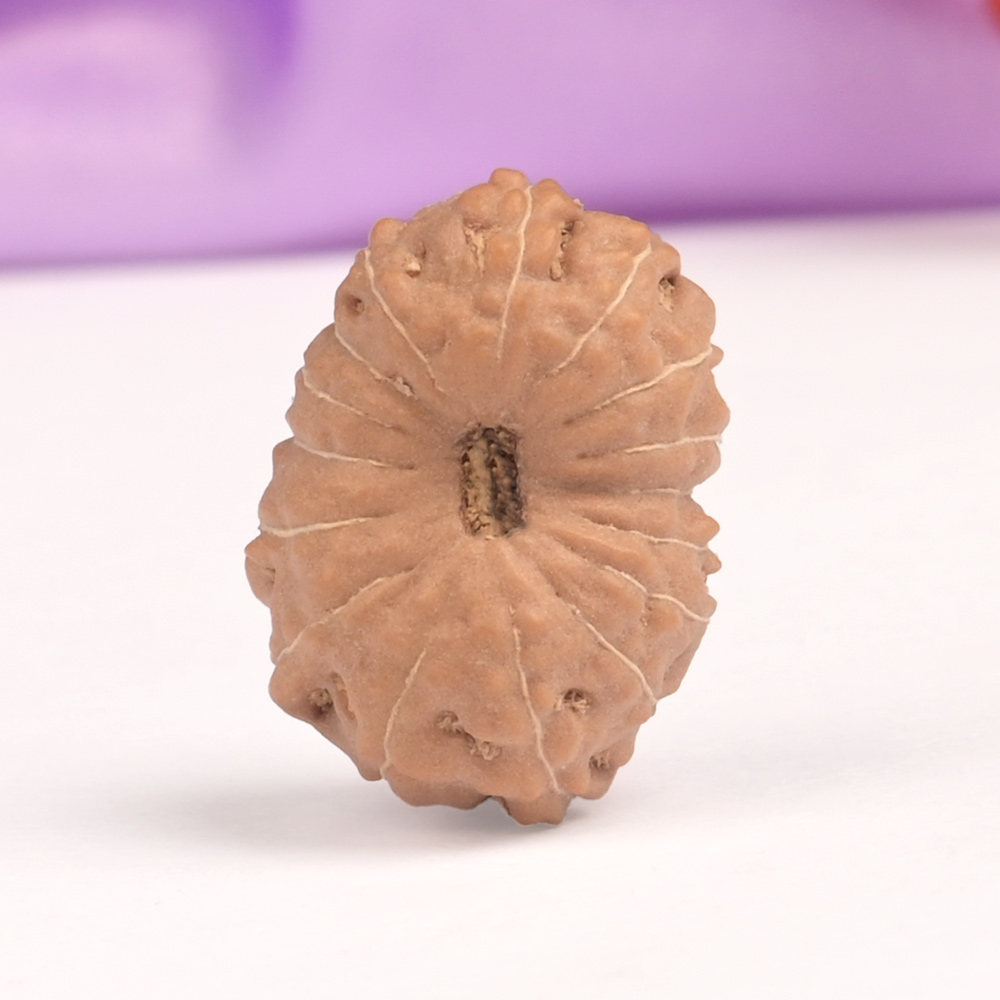 16 Mukhi from Java Indonesia