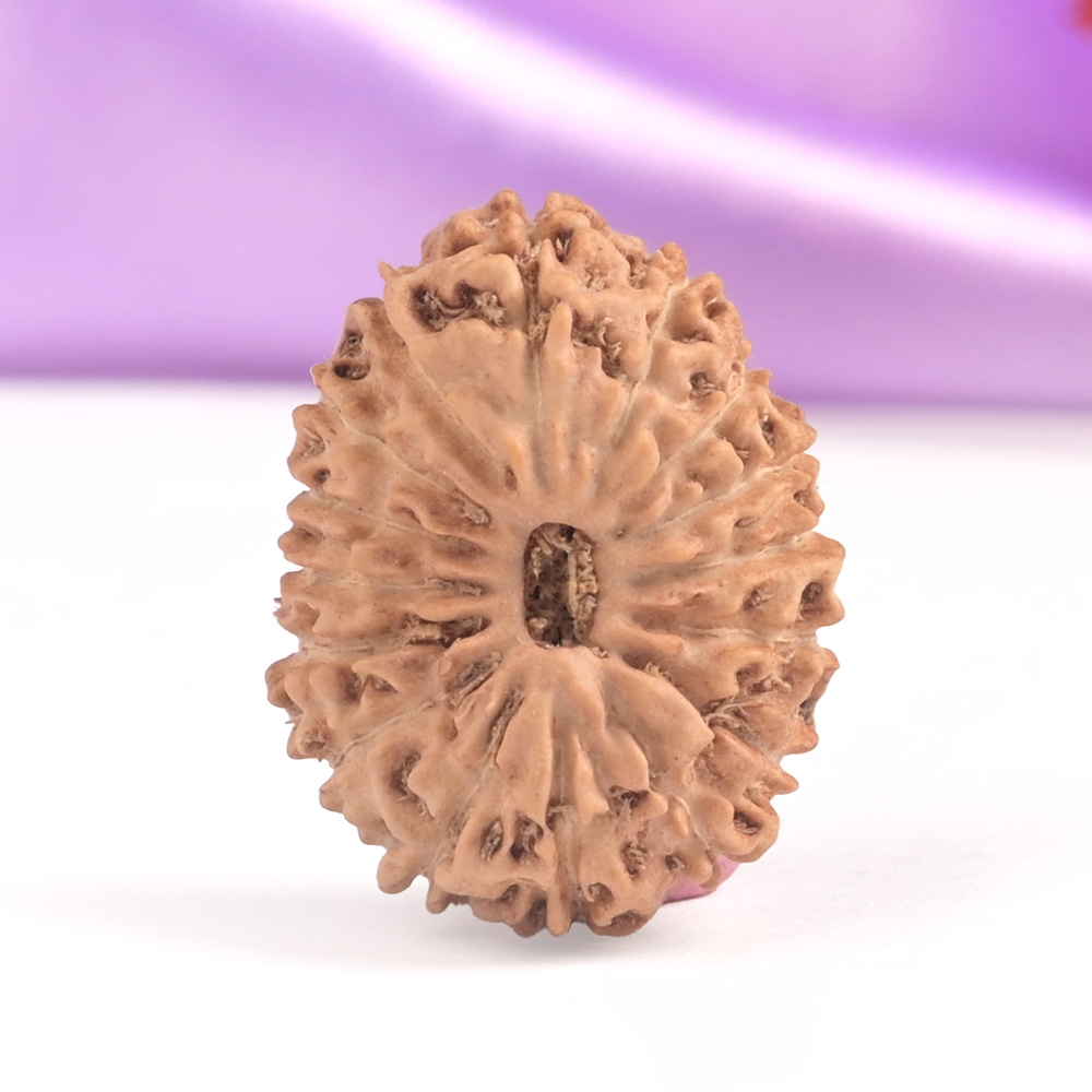 16 Mukhi Java -Regular