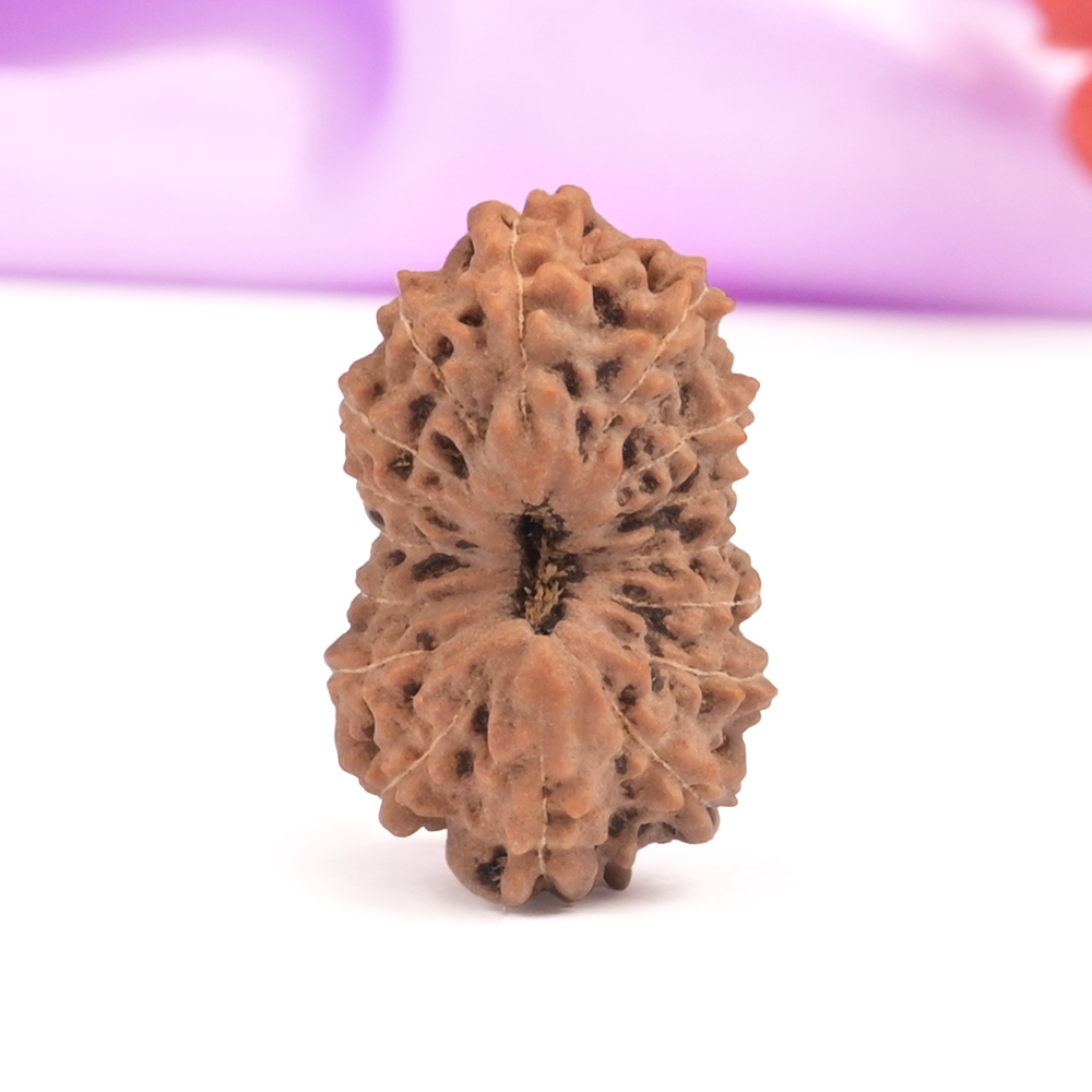 16 Mukhi Java -Large