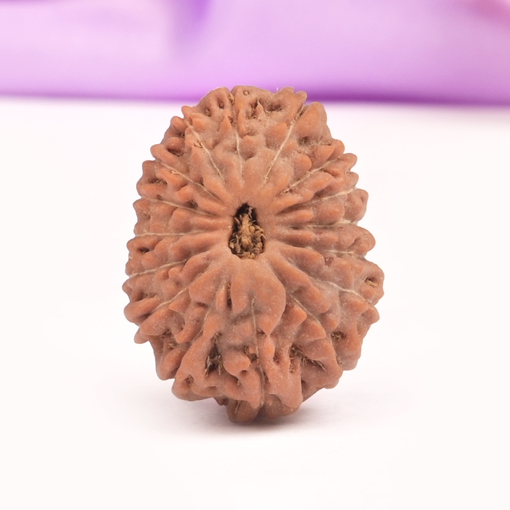 16 Mukhi from Java Indonesia Large