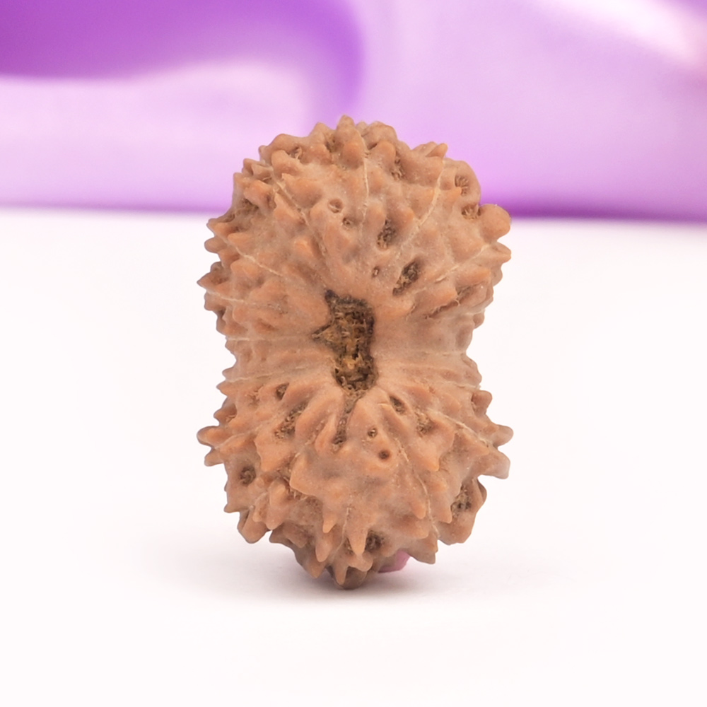 16 Mukhi Java -Large