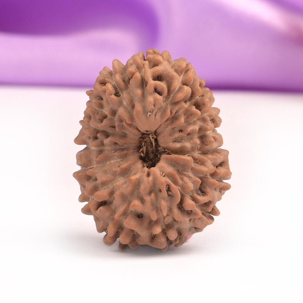 16 Mukhi Java -Collector